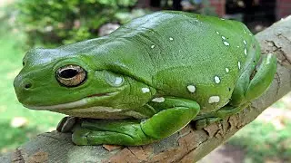 Som Do Sapo - Sapo Coaxando - Barulho do Sapo