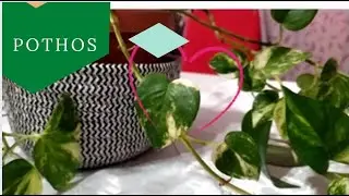 POTHOS - la pianta facile da coltivare