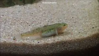 Australische Wüstengrundel, Chlamydogobius eremius