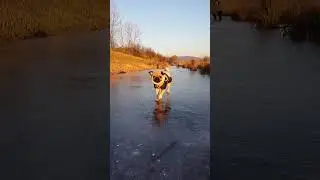 Dasha on ICE