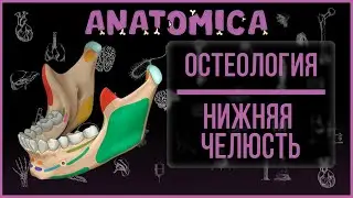 Нижняя челюсть / Лицевой череп / Остеология