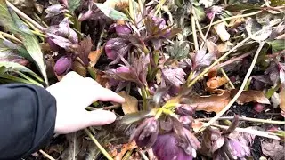 Cleaning up hellebores in the spring ✂️
