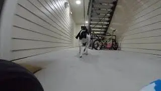 Dogboard001