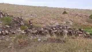 Masai Mara - Great Migration 2014 - 37 min wildbeests crossing a little river in Rongai Area