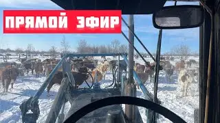 Ферма Золотой Бычок в прямом эфире!