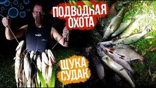 Подводная охота. Щука,судак