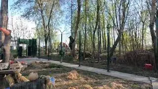 А не залезть ли мне на дерево - подумал медвежонок