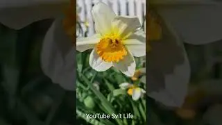 Цвітуть нарциси!