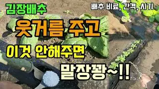 김장배추 웃거름 추비시기 간격 이때 여기에 주고 이것을 함께 줘야 배추가 단단해지고 폭풍성장 잘자랍니다 #배추추비 #배추키우기