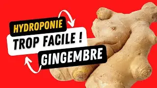 Hydroponie : GINGEMBRE facile en hydroponie à la maison