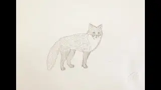 How to draw a fox step by step with a simple pencil for beginners