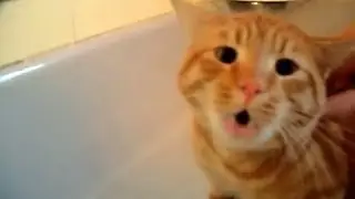 Official Video: Cat Bath Freak Out -Tigger the cat says 'NO!' to bath