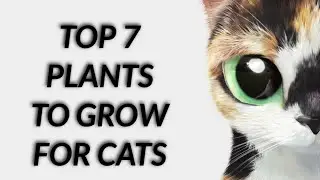 Top 7 plants🌾 to grow for cats🐈 || The Qetta House!!
