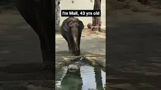 I'm the oldest elephant here at the zoo #short #youtubeshorts #petlover #animals #pet #elephant