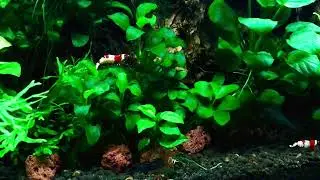 NATURE STYLE AQUARIUM MINI AQUASCAPE