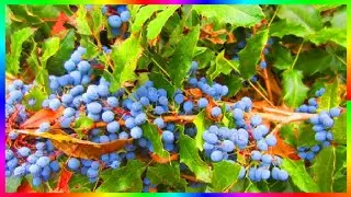 Магония падуболистная красивый декоративный кустарник