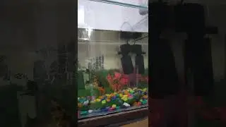 Pretty little fishes
