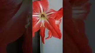Гиппеаструм цветет