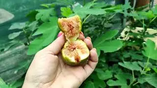 Инжир на Ставрополье вызревает! 😁👍