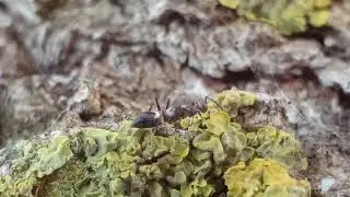 Wasps on tree