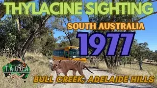 Thylacine sighting 1977, Adelaide Hills, South Australia with 2x witnesses.