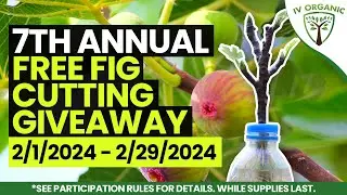 All orders received by midnight March 1st will include FREE fig cuttings!  Details @ IVOrganics.com