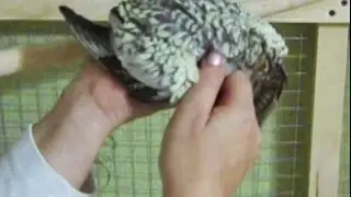 Попугай ручной. Как кошка. Попугай Корелла. Full trust parrot.