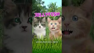 Where do the jellyfish come from? #kittens #jellyfish
