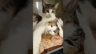 Кошка - которой можно все #shorts