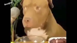 shy pitbul