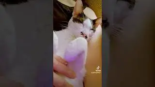 batman the sweetcat