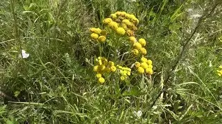 Пижма обыкновенная видео. Лесные зарисовки