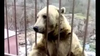 Стеснительный медведь