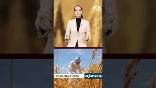 This Rabi Season, Farmers Have Reasons To Rejoice
