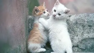 Котики Очень милое видео )))