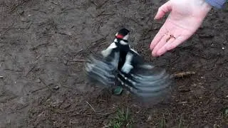 Ручной дятел