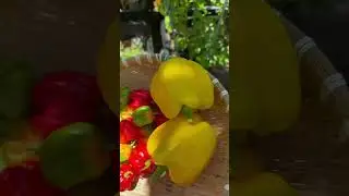 So many peppers to harvest! What peppers are you growing in your garden? 