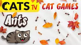 CATS TV 📺 3D Ants 🐜😻  HIDE & SEEK Games for cats 🔊 3D Sound