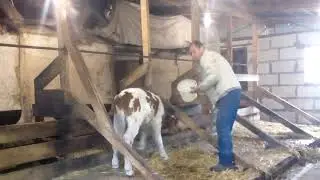 Сколько весит месячный телёнок)) рацион кормления телят