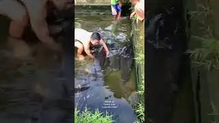 #arapaima ikan besar #tiktokers