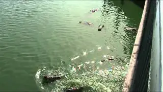 огромные крокодилы, кормление