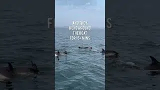 50+ Dolphin Gathered Just Outside Boston Harbor - A Comeback Story