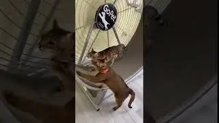 This Cat is skipping her leg day! #shorts #cat #funny