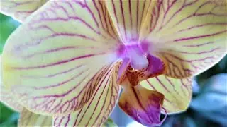 Beauty Of Orchid Varieties (Phalaenopsis)