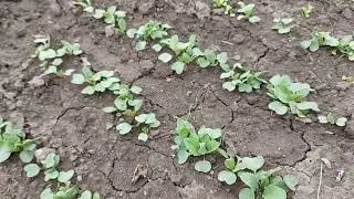 Сибирь 17 мая на грядки падает град