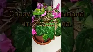 Провильный полив цикламена . 