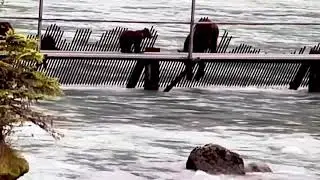 Grizzly bear sow and cubs at Chilkoot river weir