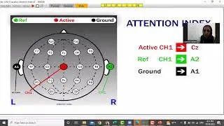Science Beam Neurofeedback workshop , Dr. Sanaz Amiri