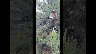 Южное елово-пихтовое