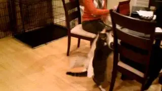 Mork plays with Amarok!